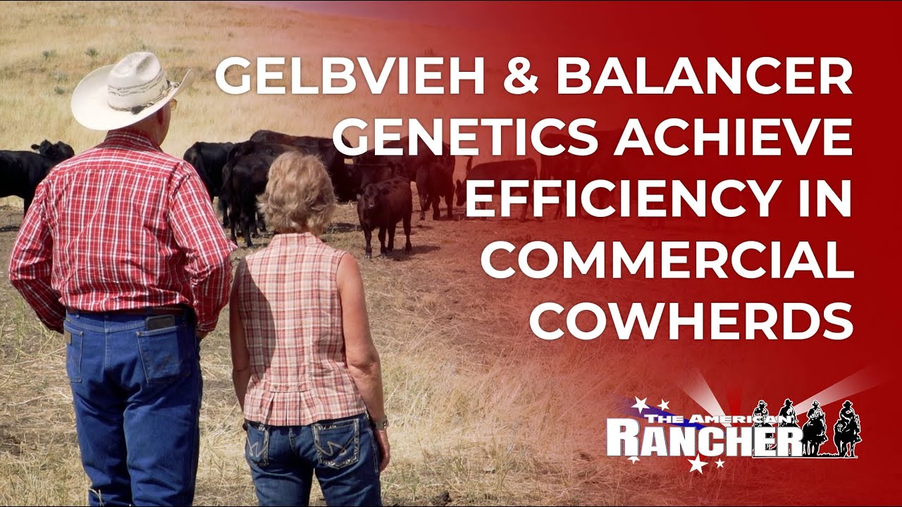 Gelbvieh & Balancer Genetics Achieve Efficiency in Commercial Cowherds | The American Rancher