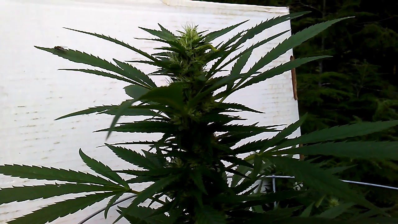 Skywalker OG and Kush