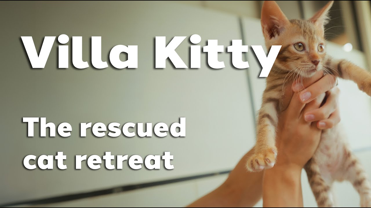 Indonesia - [600 Cats Animal Shelter in Ubud]
