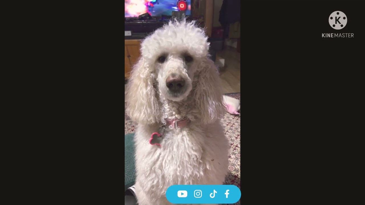 The Standard Poodle Talking 🐩.#short #standardpoodle #petlover #dog #pets