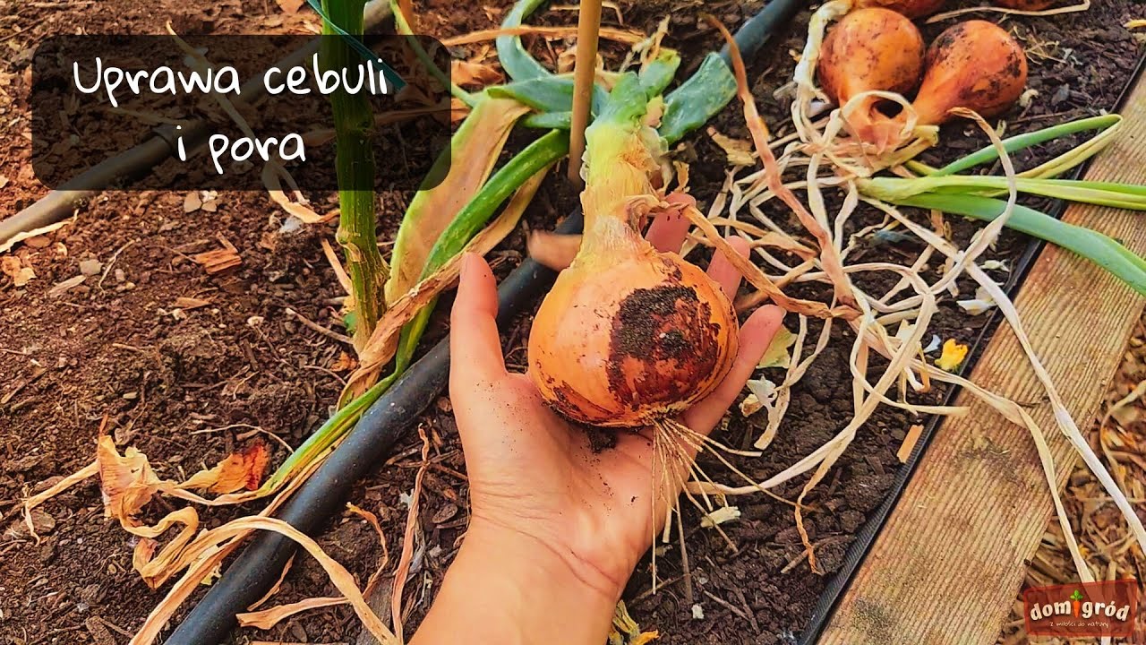 Uprawa cebuli i pora od nasionka. Cały sezon.