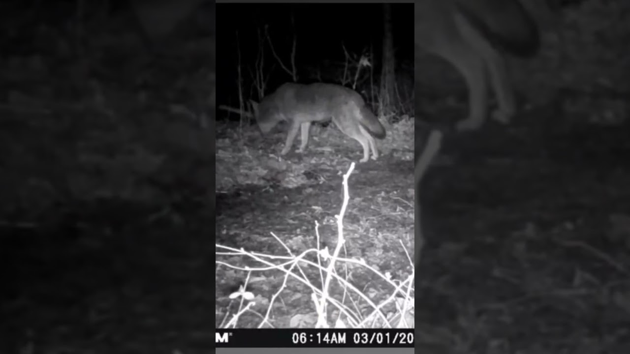 coyote trapping