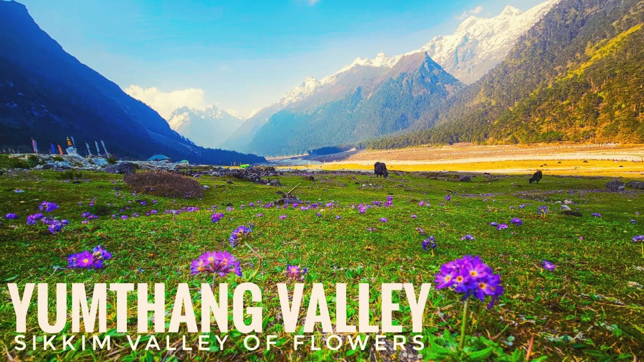 One of the Most Beautiful Places I have ever visited | Yumthang Valley & Zero Point, Sikkim | EP-8