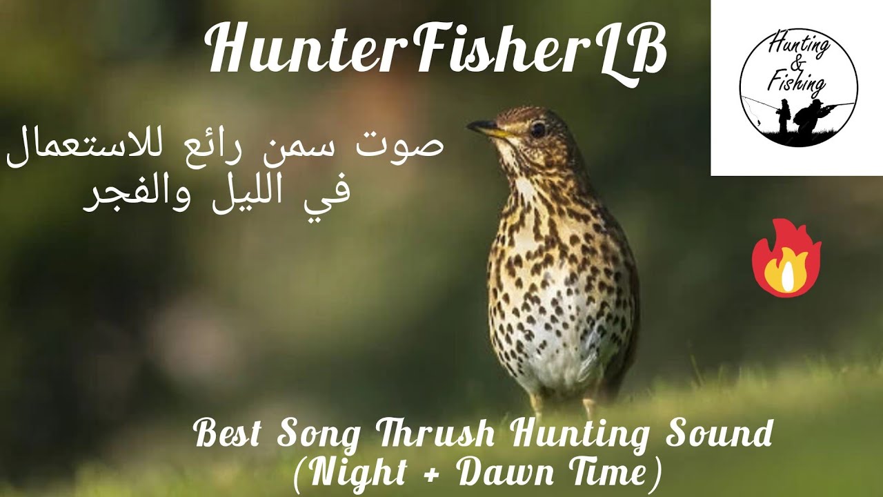 صوت رائع لصيد السمن في الليل والفجر - Song Thrush Night&Dawn Sound -Canto Del Tordo Bottacio 