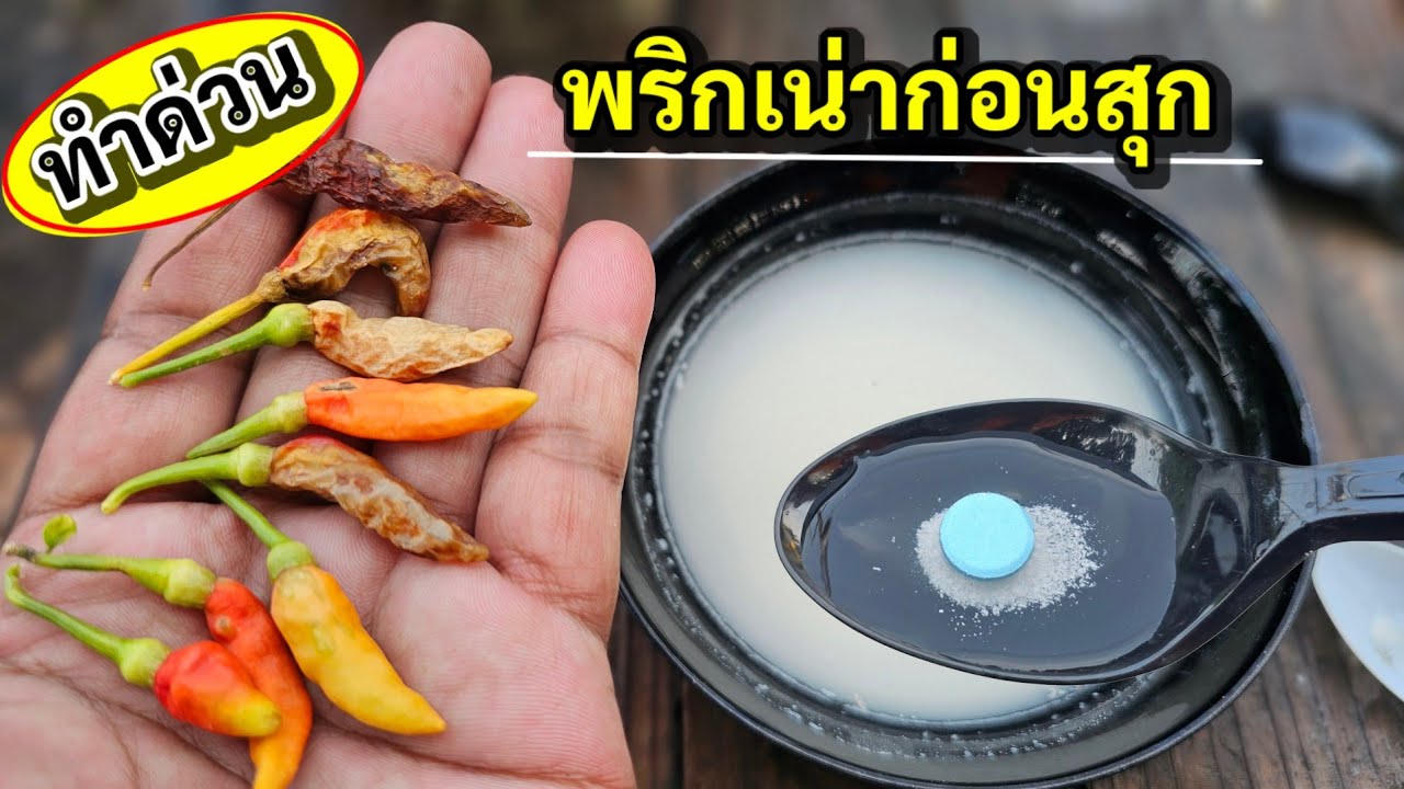 พริกเน่าก่อนสุก!! วิธีป้องกันรักษาอาการพริกเน่าก่อนสุก แบบเห็นผลชัดที่สุด 