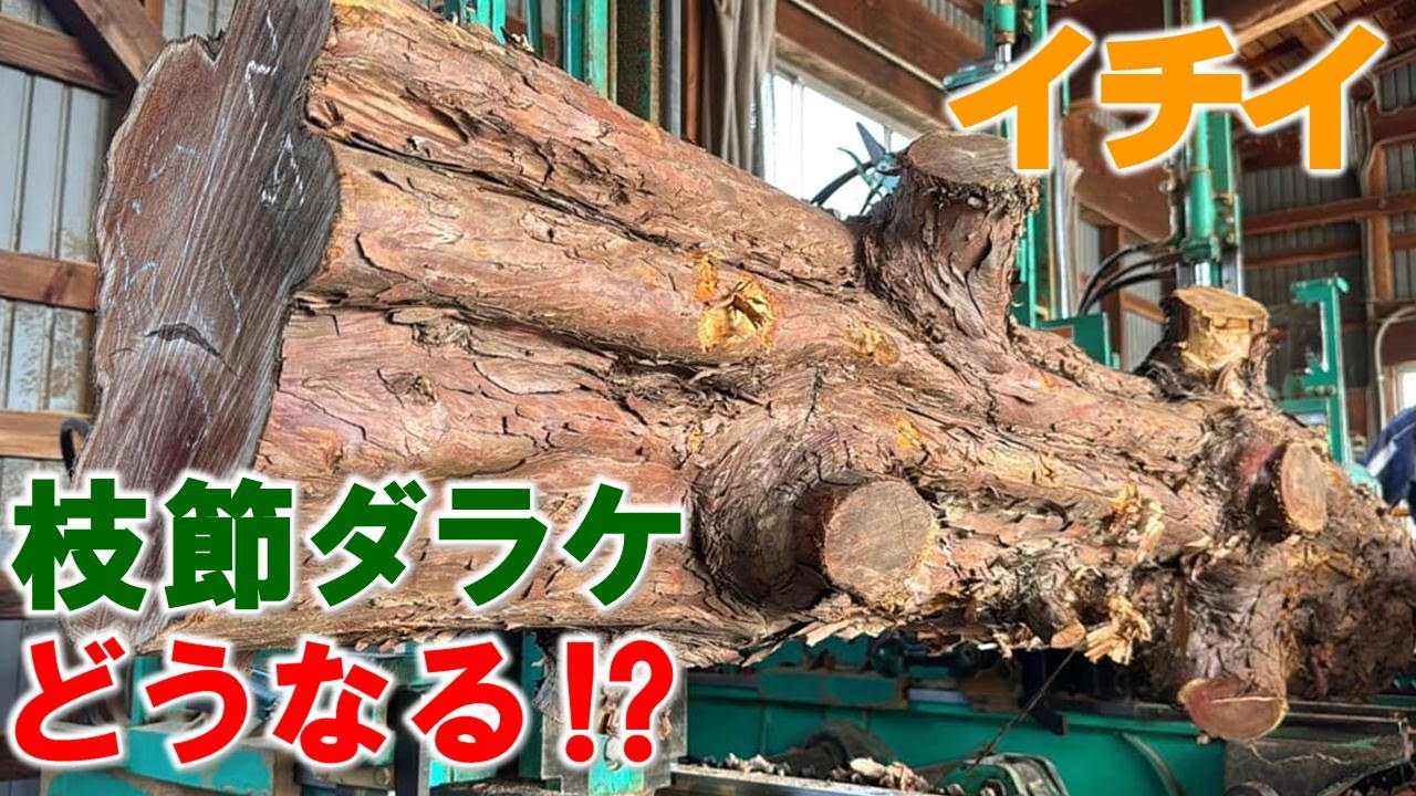 【製材チャレンジ】枝節まみれのイチイ原木からどんな一枚板が!? 岩手県産の希少材に挑む！