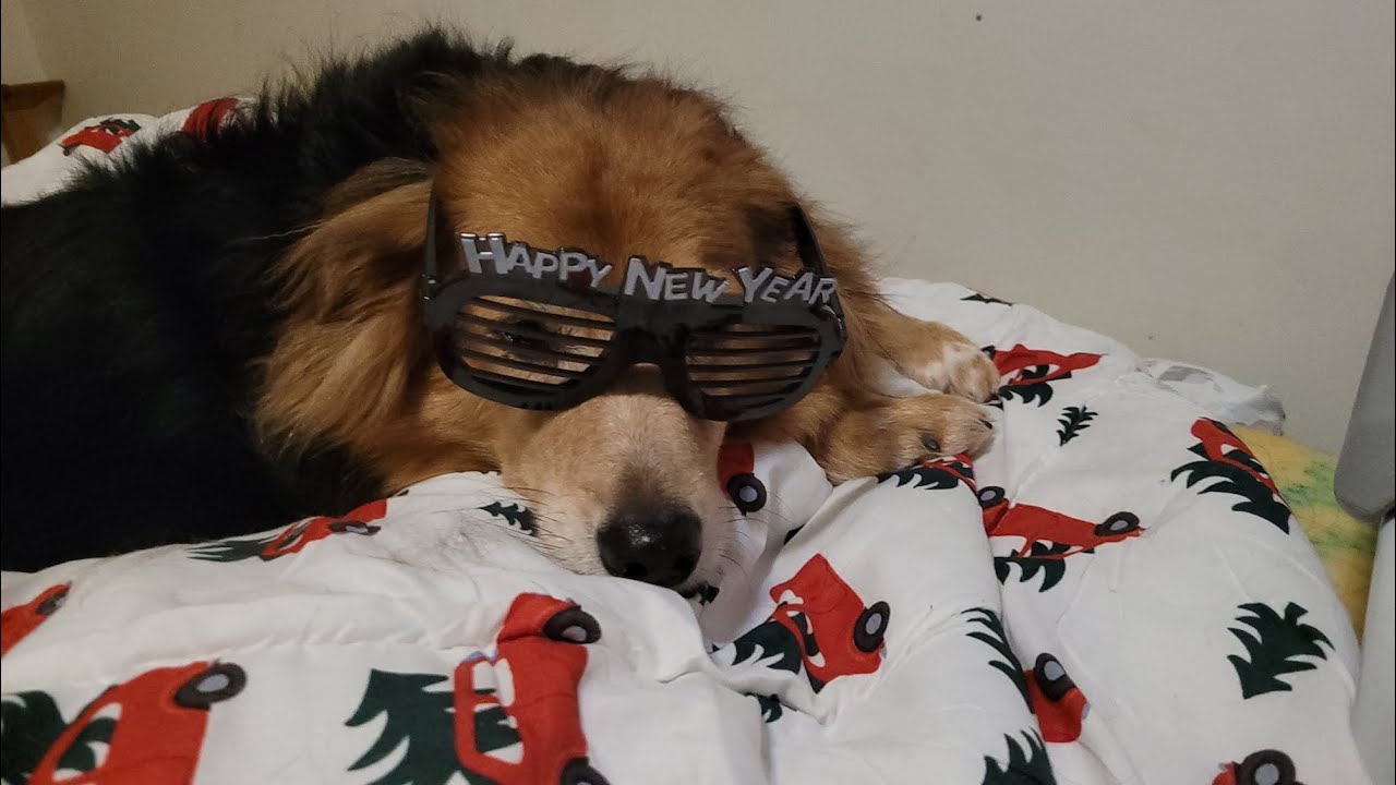 Spending New Year's Eve With My Dog 