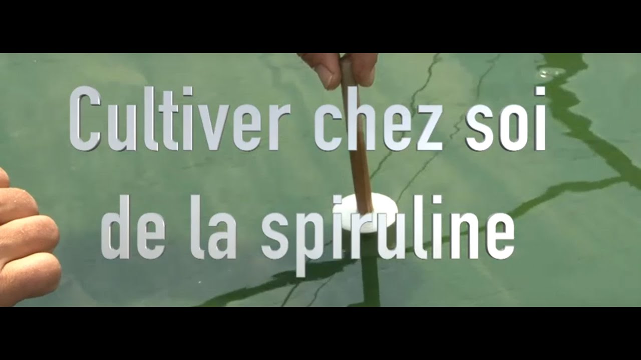 Cultiver la spiruline chez soi