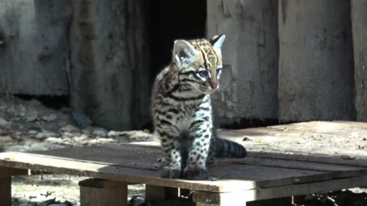 Ecco Keyra, piccola ocelot del Parco Natura Viva di Bussolengo