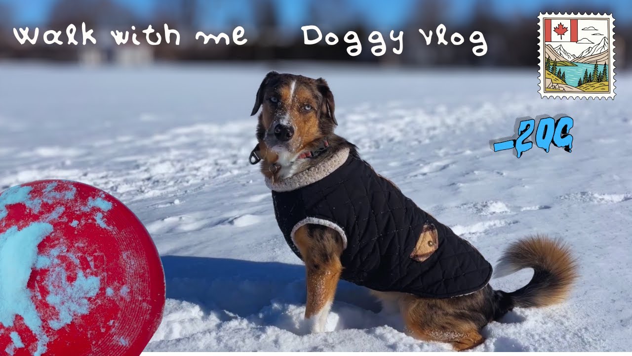 Quiet POV dog walk in Canadian winter