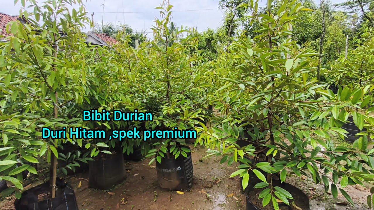 Bibit Durian Duri Hitam ,spek premium
