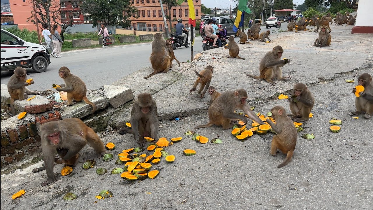 Today three buckets of sweet mangoes were provided to the monkeys, and the dogs got tasty food