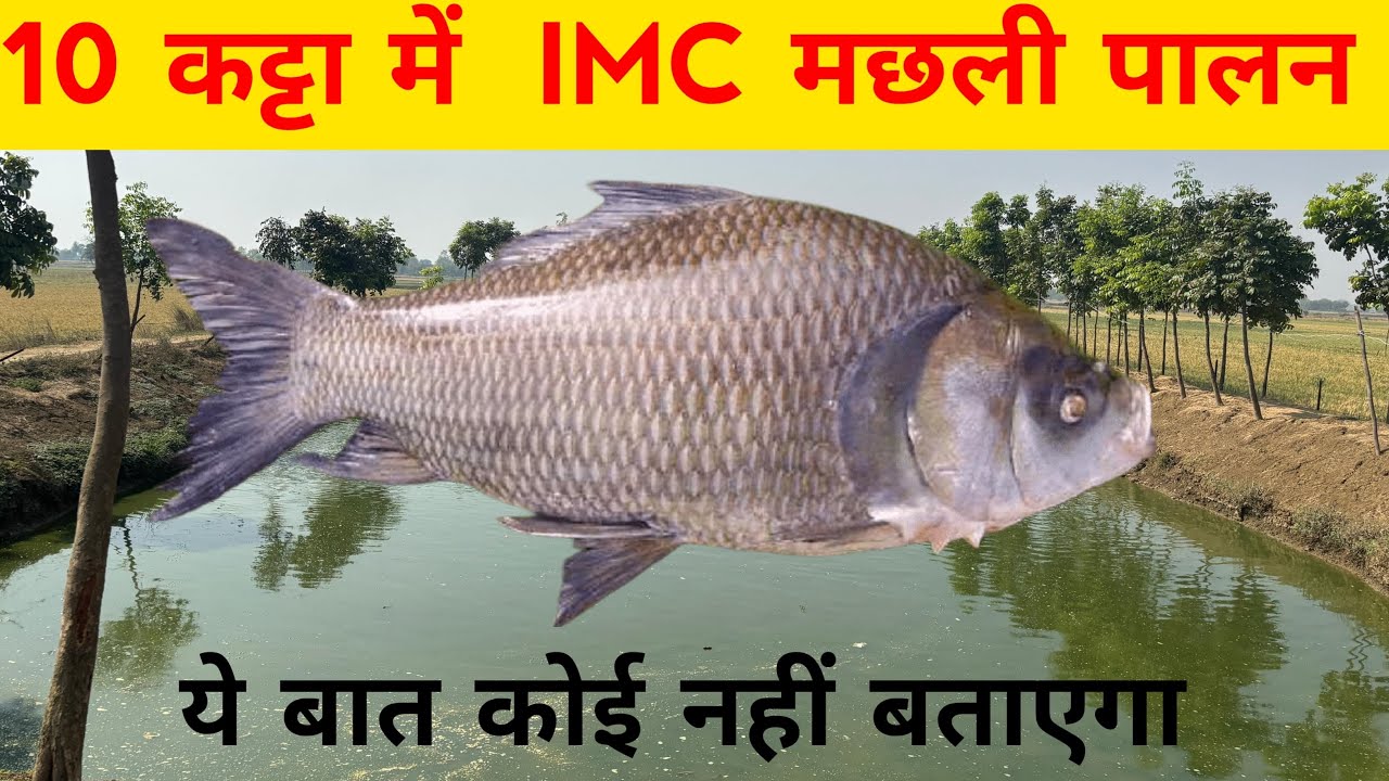 10 कट्टा में IMC मछली पालन कैसे करे || रोहू , कतला मछलीपालन कैसे करे ||