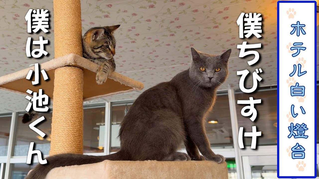 【看板猫がいる宿】新入り子猫大騒動／えびす洞温泉 ホテル白い燈台／徳島県美波町／Tokushima-Cat Hotel WhiteLight House