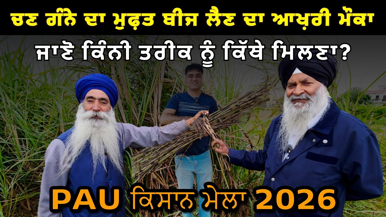 PAU Kisan Mela March, 2026, update about seed। ਇਸ ਸਾਲ ਚਣ ਕਮਾਦ ਦਾ ਮੁਫ਼ਤ ਬੀਜ ਲੈਣ ਦਾ ਆਖ਼ਰੀ ਮੌਕਾ