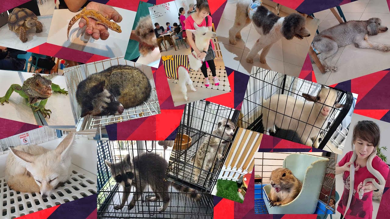 Leisure lunch at Furrito Haus Cafe and Pet Mart, Taman Equine (01.09.2024)