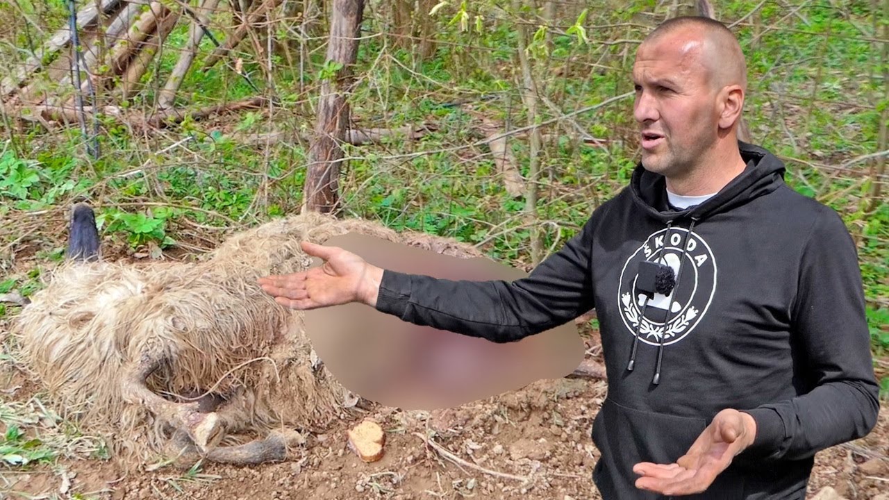 Medvjed ponovo napada, ovaj put upao u stado od 300 ovaca
