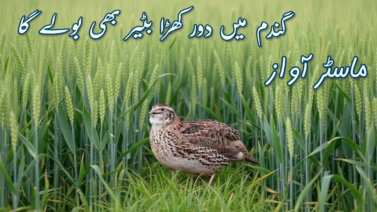 Quail call female 2026 🔊 | made batair ki awaz |