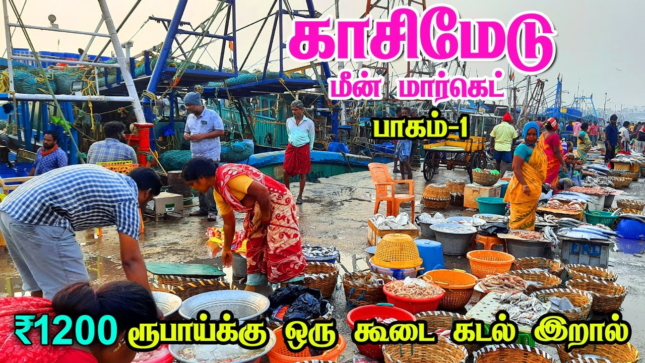 💥காசிமேடு மீன் மார்க்கெட் பாகம் 1 | Kasimedu Fish Market |Biggest Fish Market in Chennai
