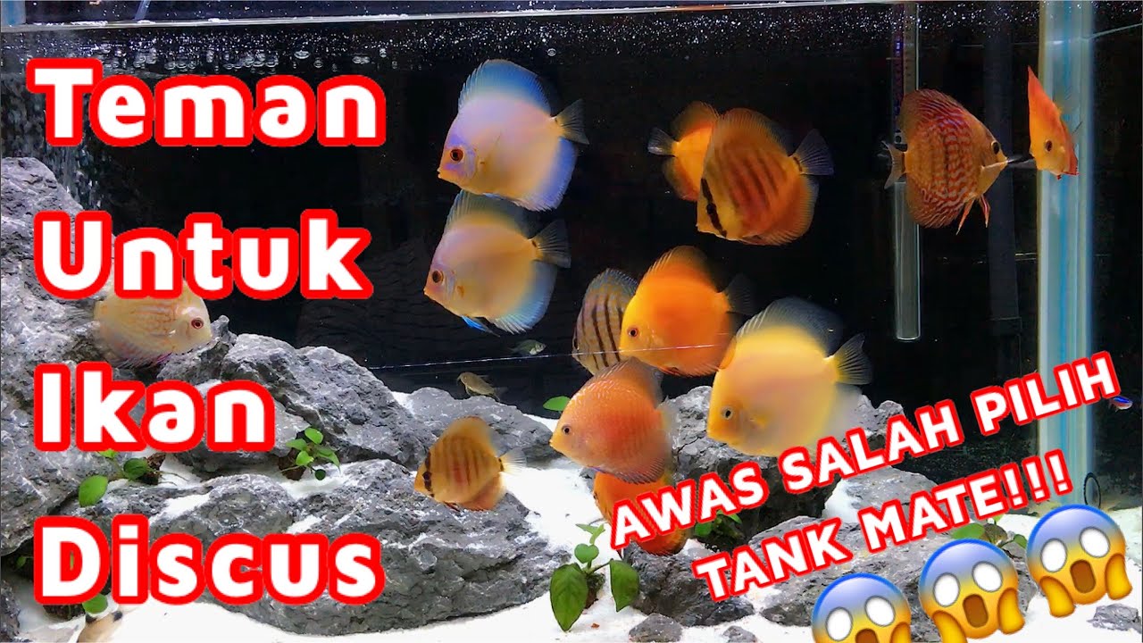 IKAN DISCUS -TEMAN YANG COCOK - IKAN PEMBERSIH - TANK MATE DISCUS - DISCUS FISH