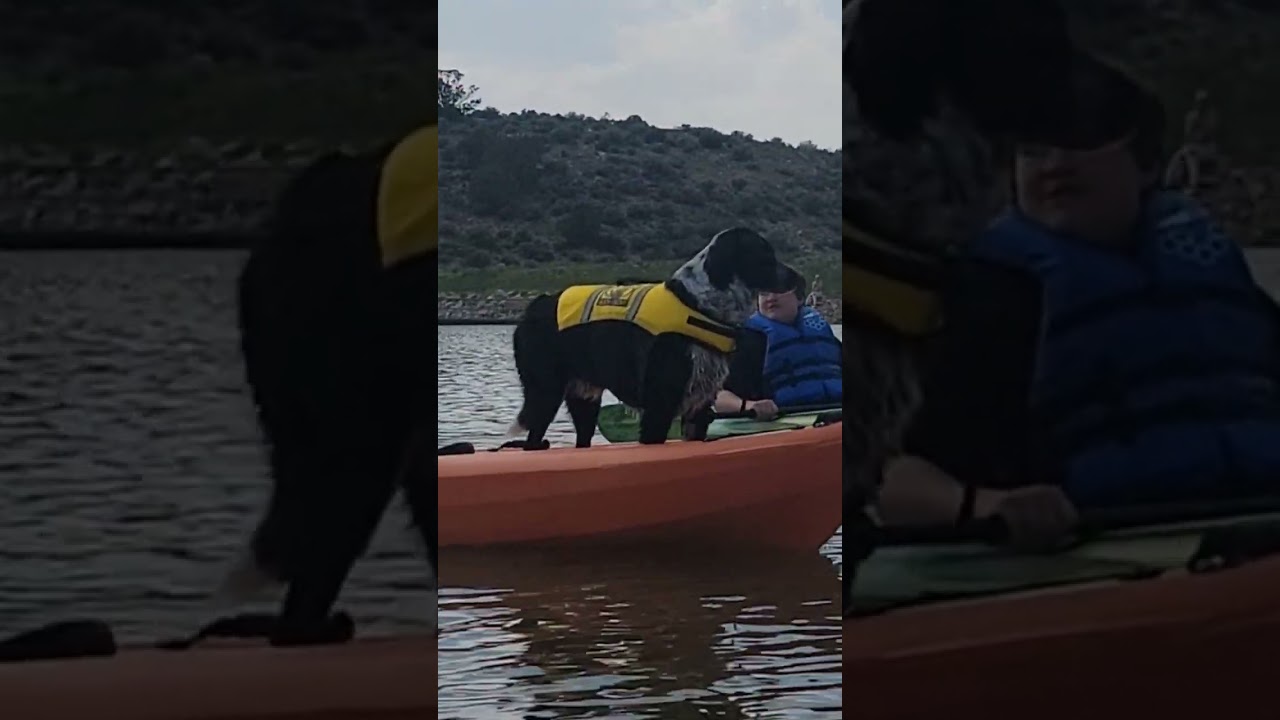 good kayaking dog