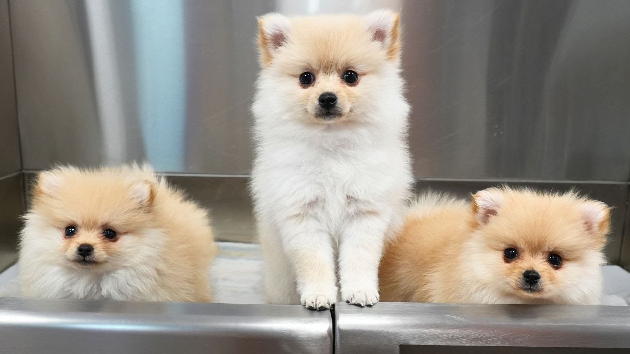 Three Pomeranian Puppies, One Groomer, Zero Self-Control