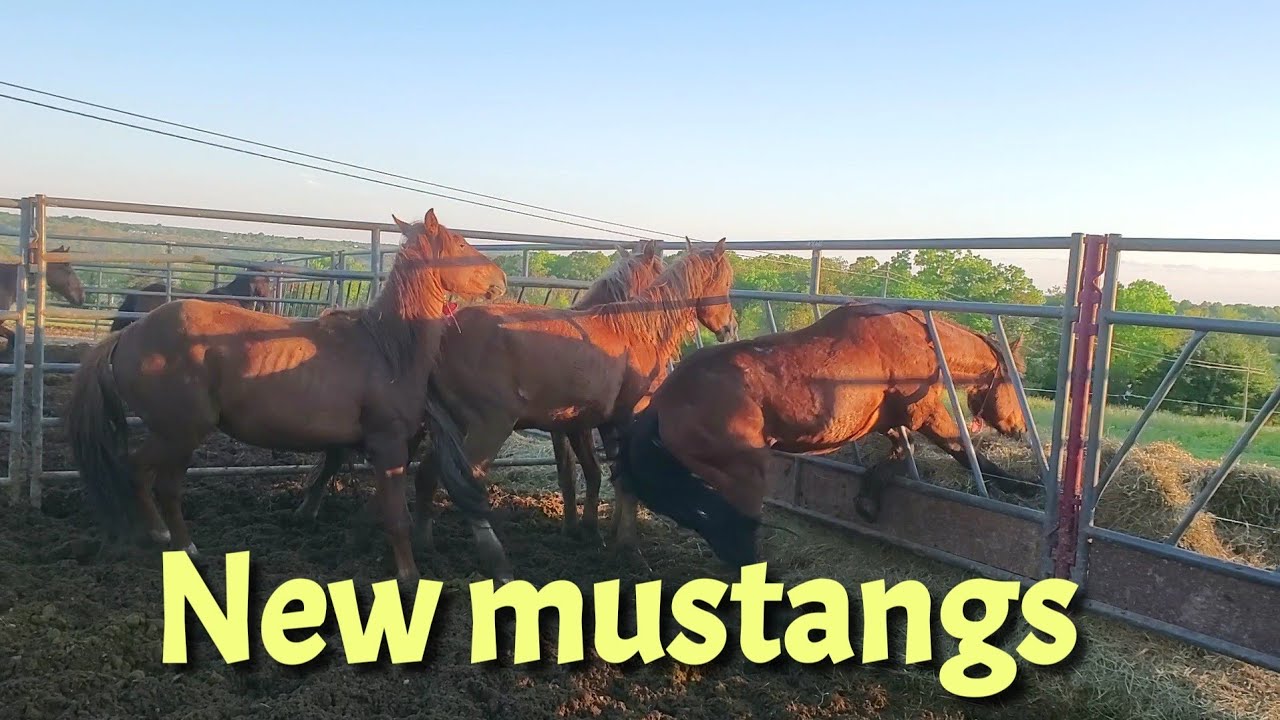 Mustang Training: Picking Up Wild Mustangs & Trailering to my Farm