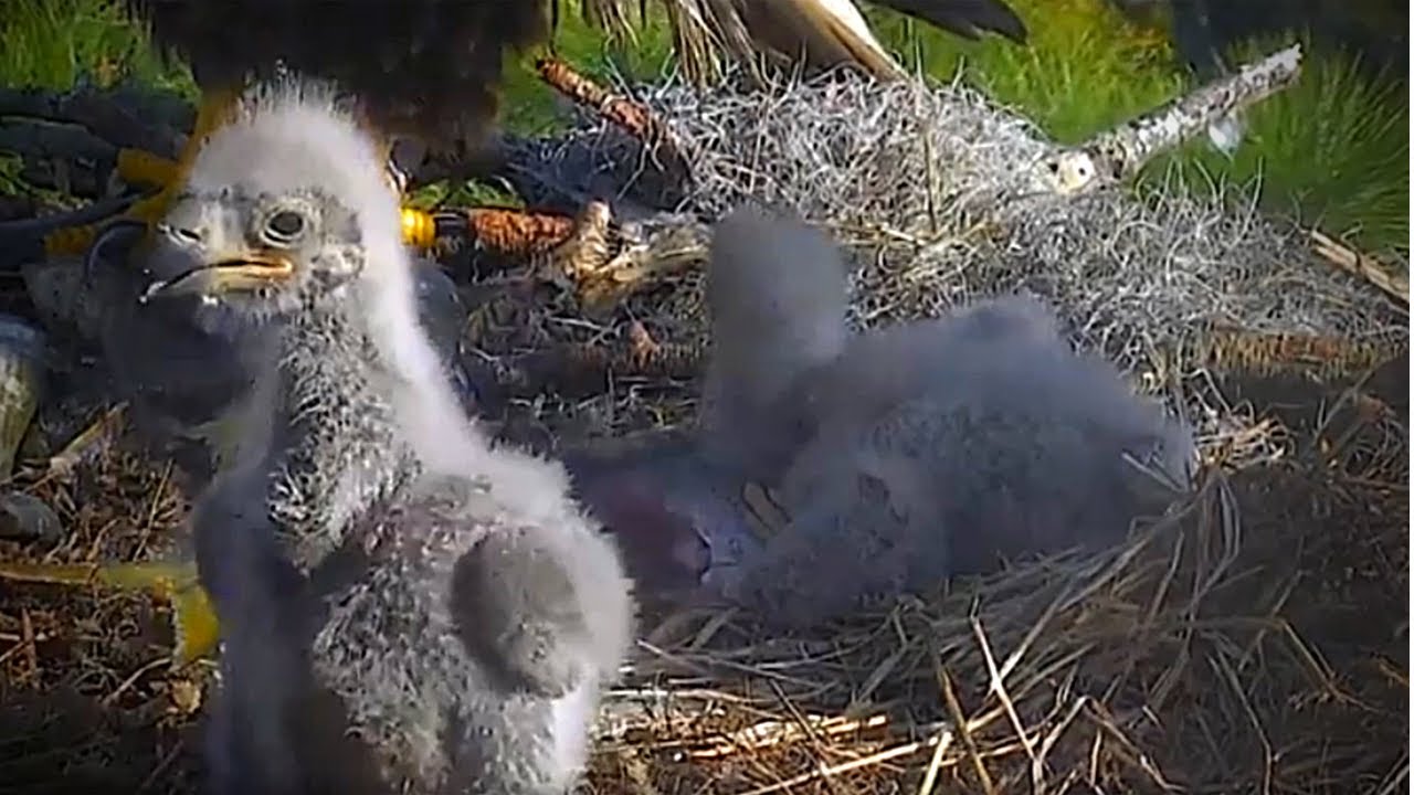 Eaglets Learning They Have Wings