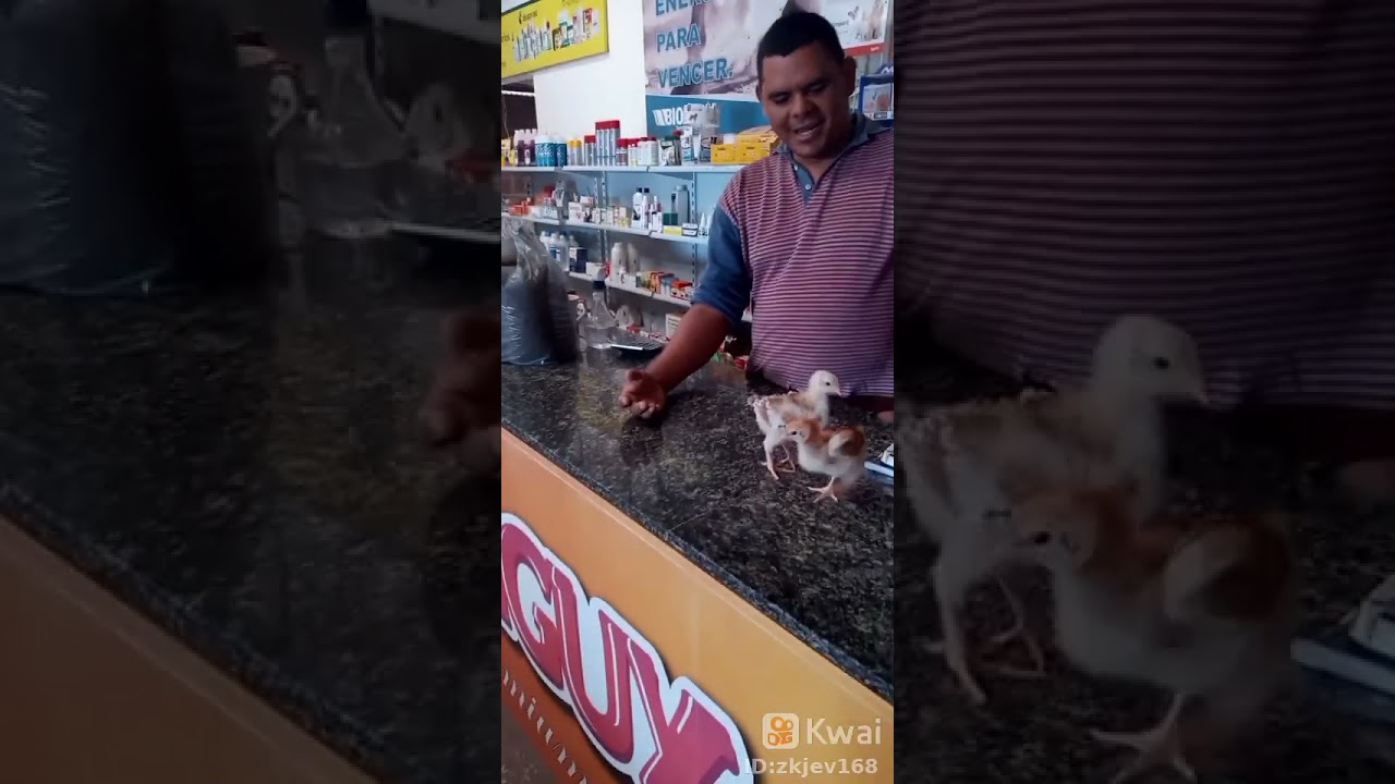 como difenciar os pintos