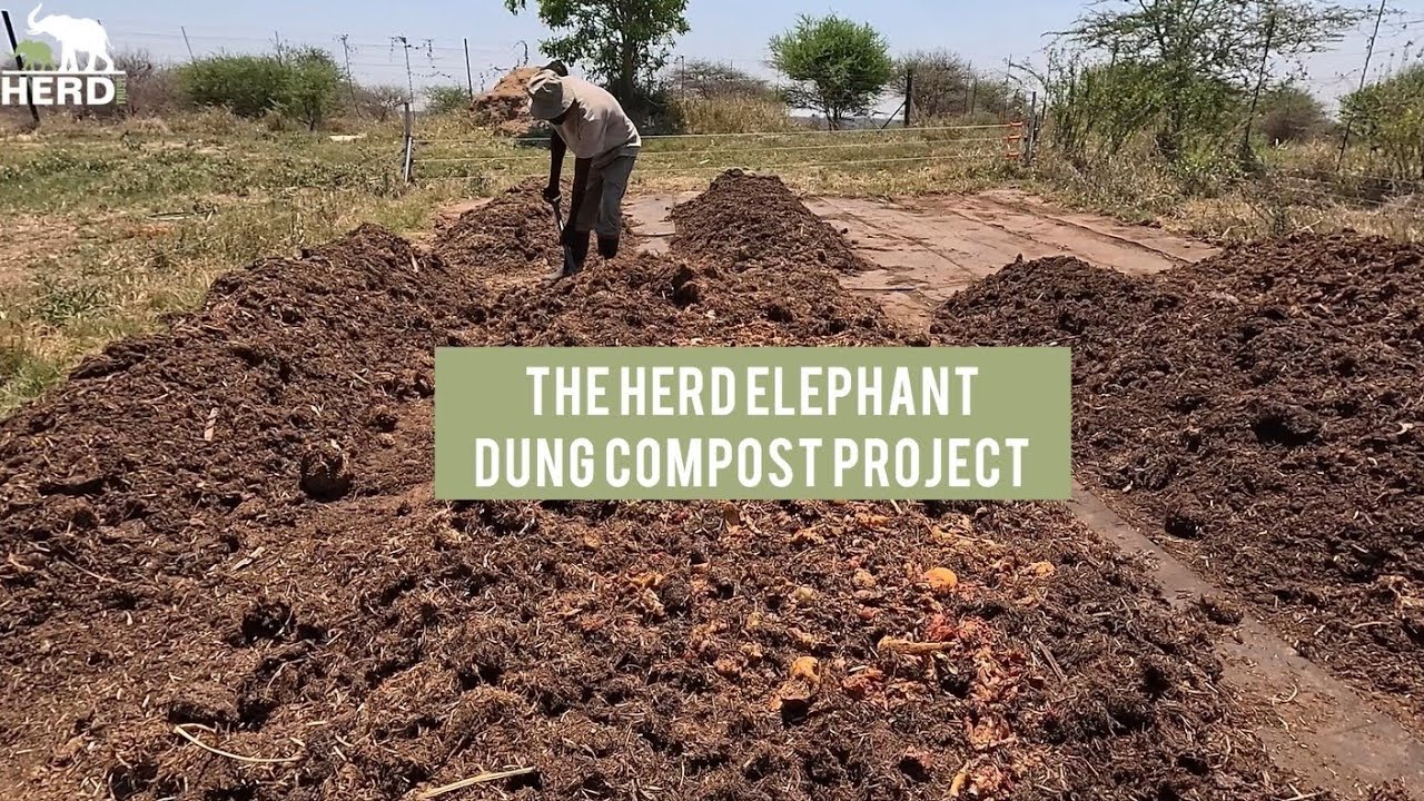 Look Inside the HERD Elephant Dung Compost Project 🍃