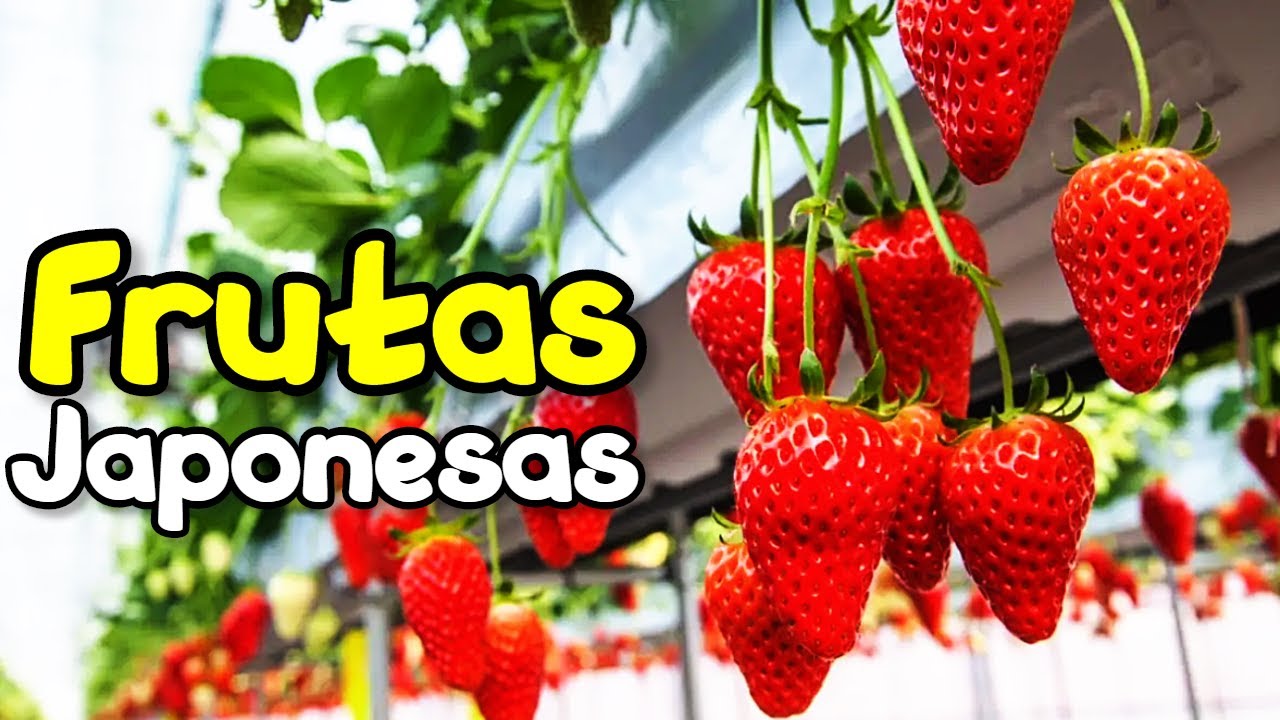 15 Frutas Japonesas que Você Precisa Experimentar | Frutas Diferentes do Japão