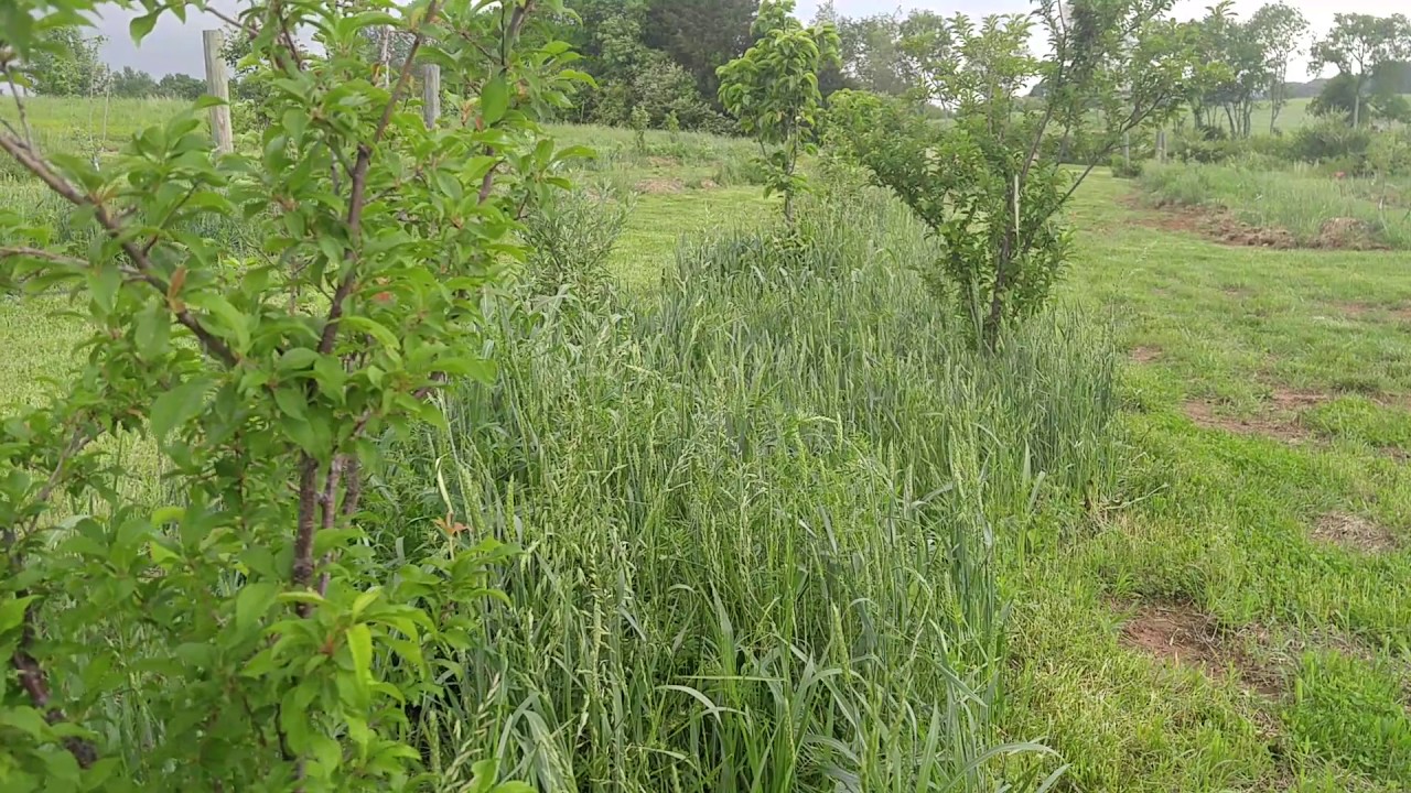 Permaculture, growing oat straw in place to chop and drop