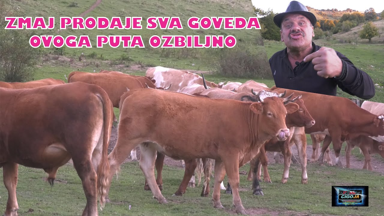- ZMAJ PRODAJE SVA GOVEDA, OVOGA PUTA OZBILJNO