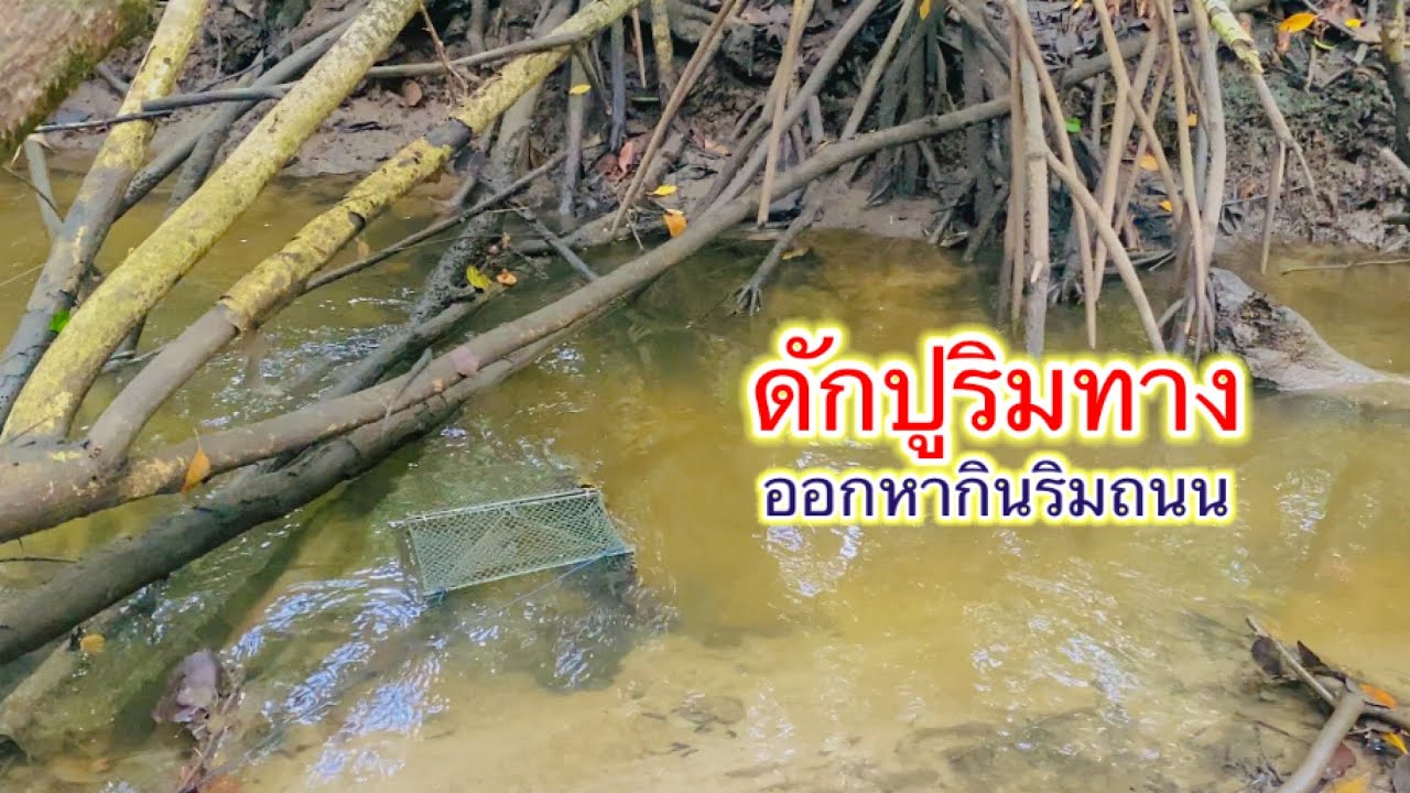 บ้านเราหากินง่าย ดักปูทะเลตามร่องน้ำริมถนน