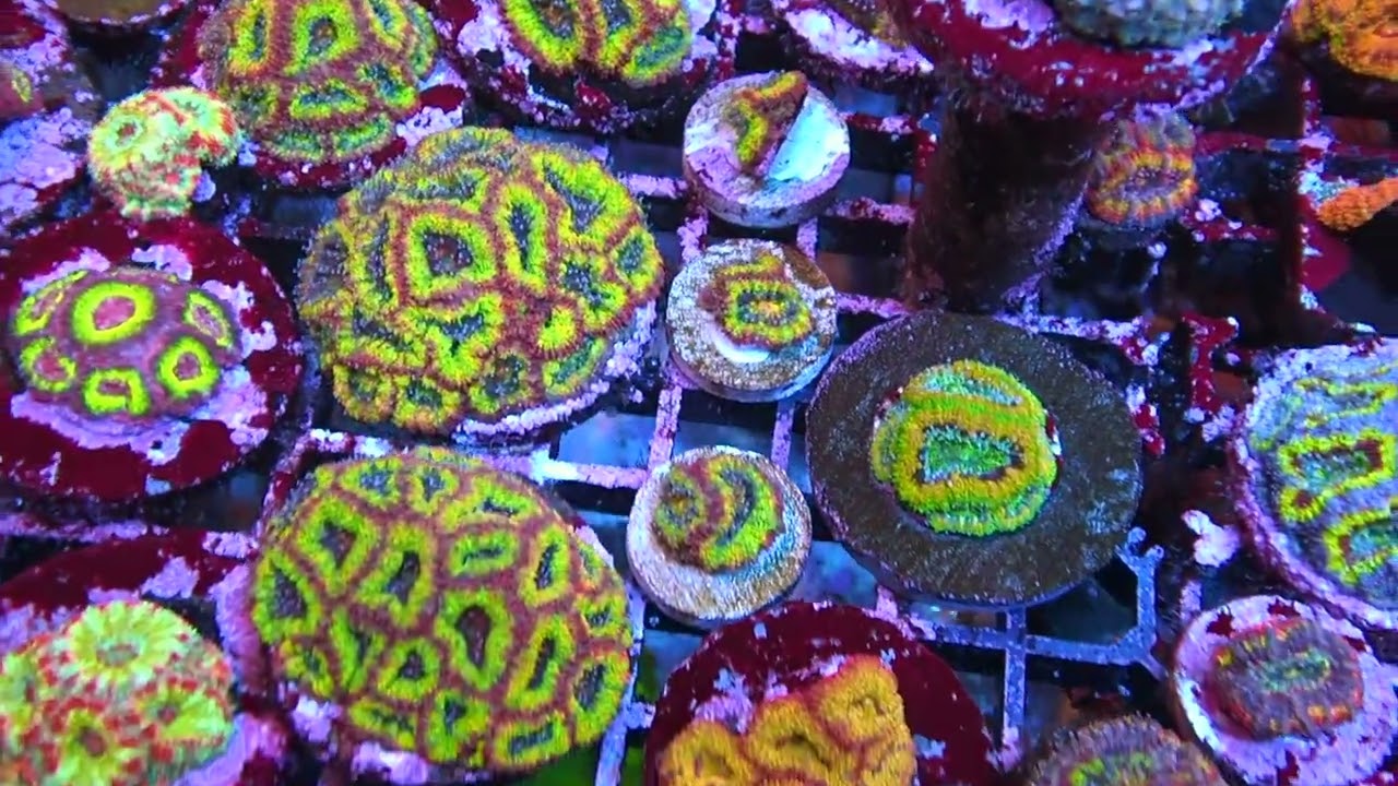 Premium Grade Corals