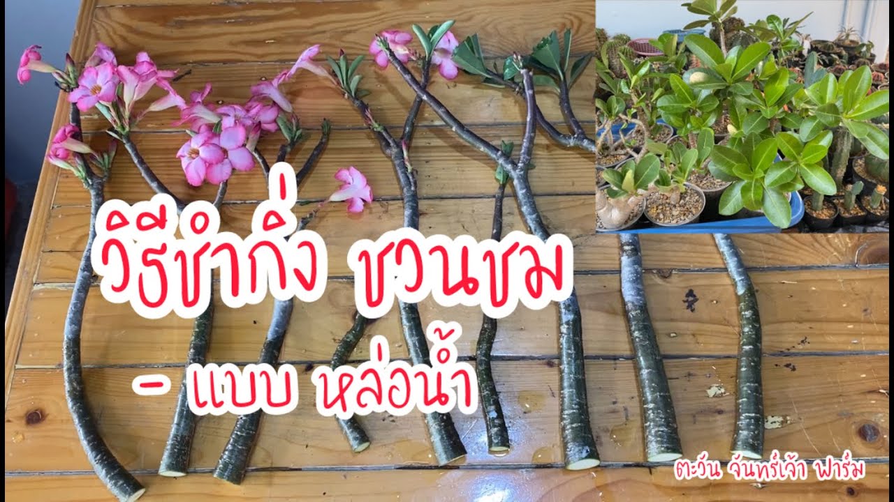 วิธีชำกิ่งชวนชมแบบหล่อน้ำ