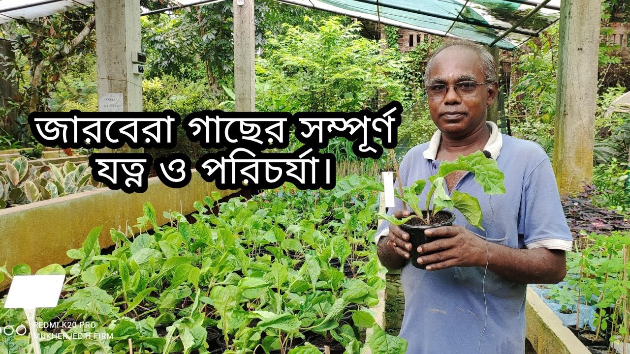 জারবেরা গাছের যত্ন ও সম্পূর্ণ তথ্য | Gerbera Plant Care.