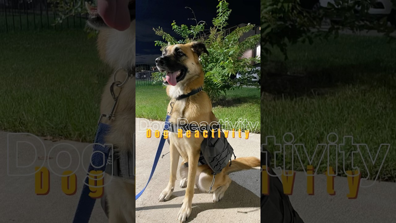 Is your dog reactive? 👹🦮 #dogbehavior #dogtraining #dogtrainer  #houston #leashtraining #dog #dogs
