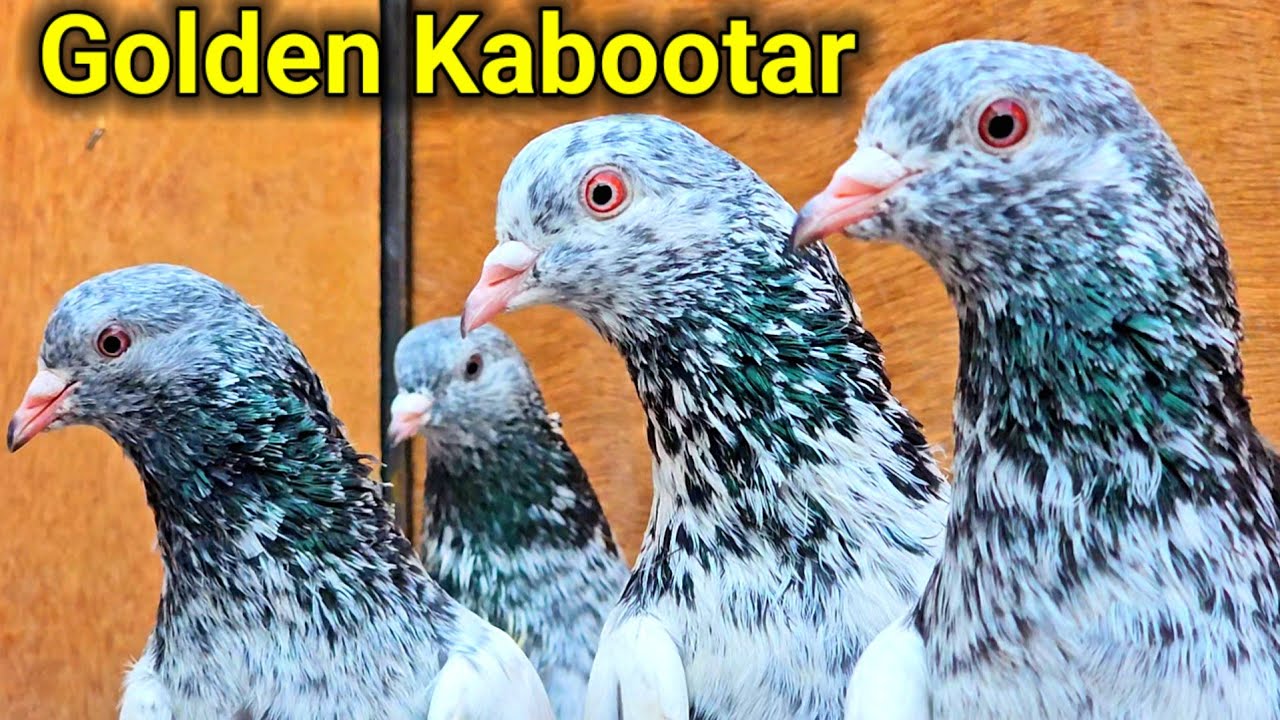 Golden Kabootar | Teddy Kabootar | Azhar Bhai Parbhani |Dab wale Kabootar | Jaipur Tonk Pigeons