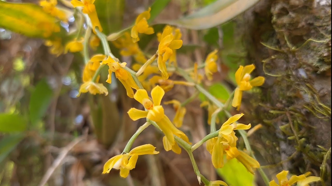 orquídeas nativas na natureza gomesa recurva                            native orchids