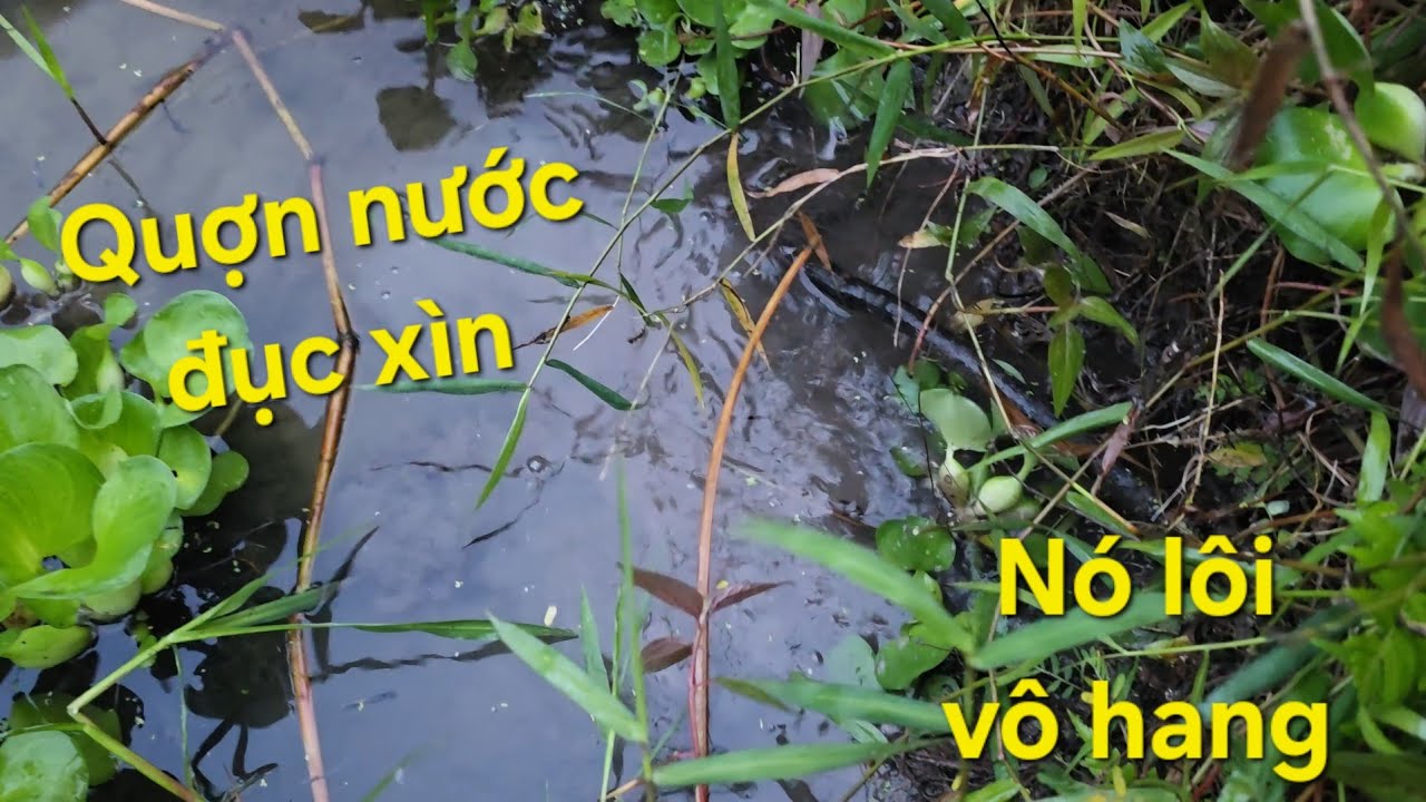 Đêm cắm trúng mánh, cá dính gỡ liên tục thấy mê luôn | Săn bắt SÓC TRĂNG |