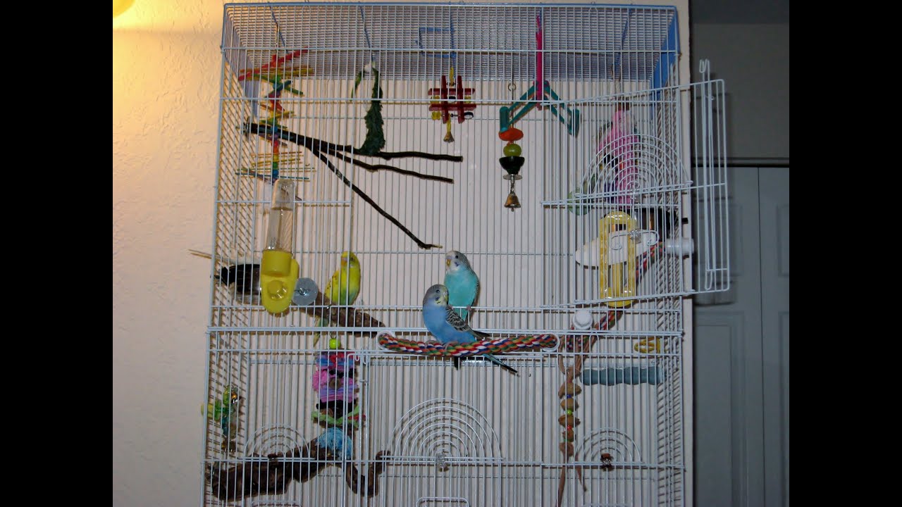Cage Set-up for Budgies Part 1: Choosing a Cage and Perches