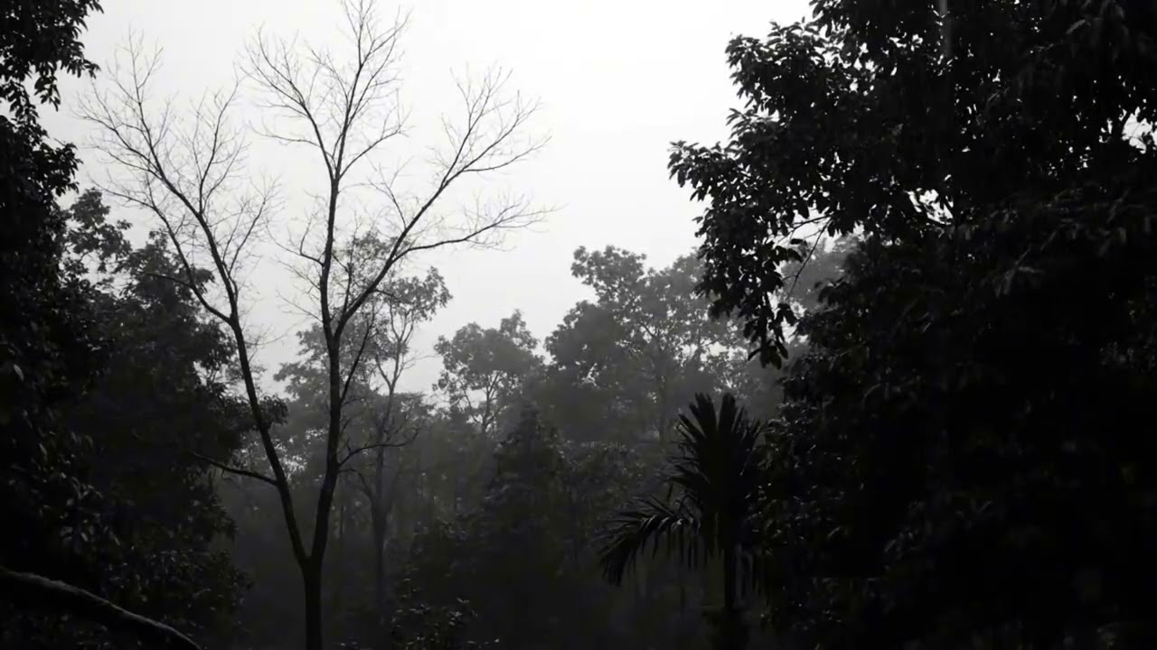 Relaxing Thunderstorm Rain in the Forest Night Ambience for Better Sleep
