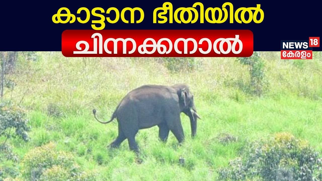 Wild Elephant Attack | സ്ഥിരം സാന്നിധ്യമായി കാട്ടാന കൂട്ടം; ഭീതിയിൽ Chinnakanal | Malayalam News