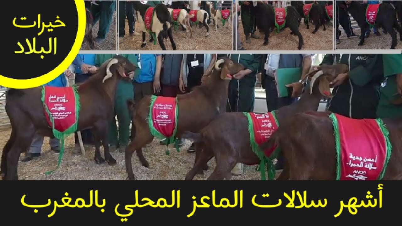 أشهر سلالات الماعز المحلي في المغرب: دليل المربين والمهتمين