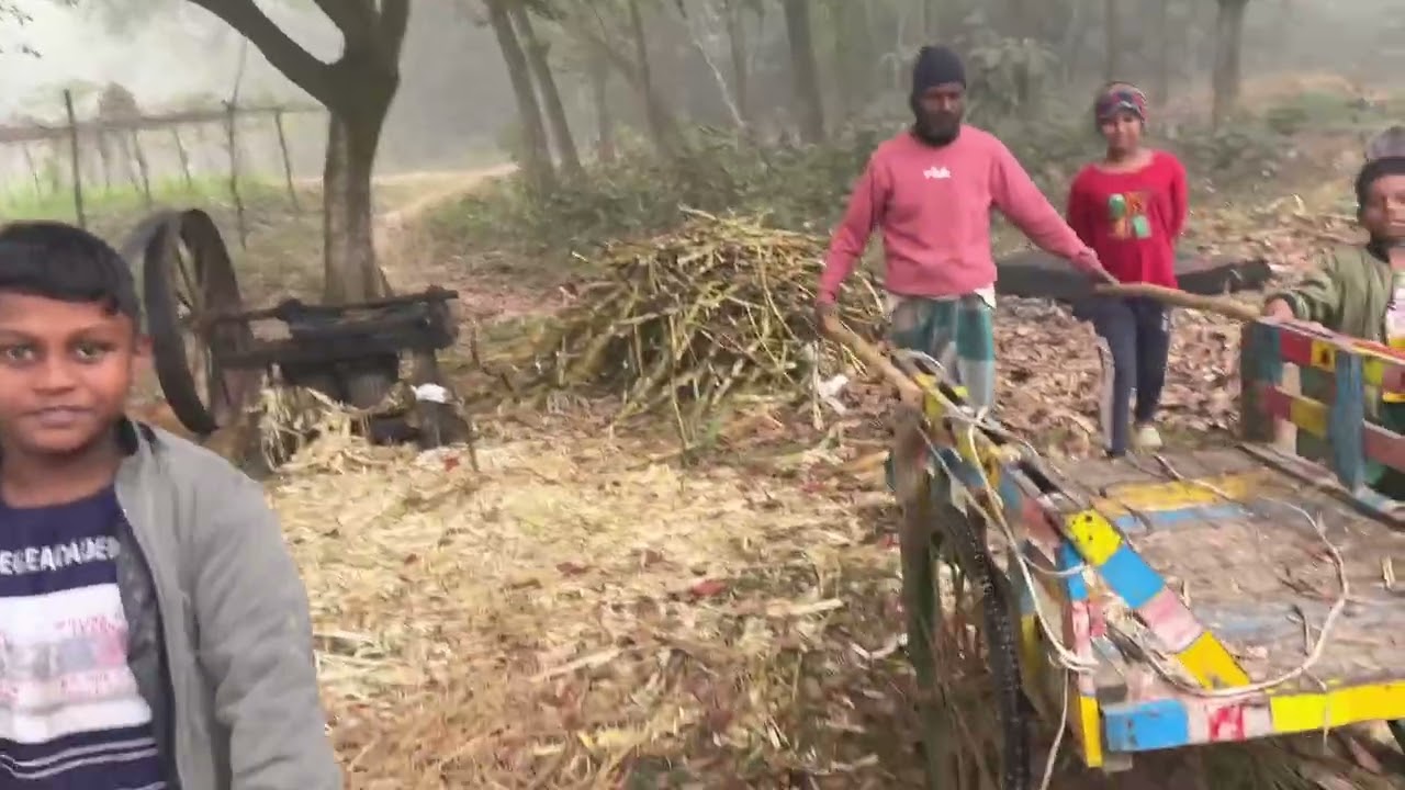 অরগানিক আখের গুড় তৈরী হচ্ছে #viral #viralvideo #farming #sugar #sugercane 