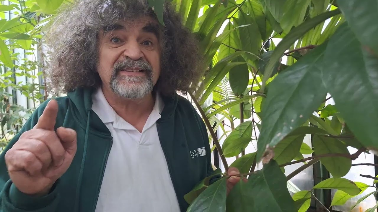 Alma vagy nem alma? - 513. - javai és maláj 