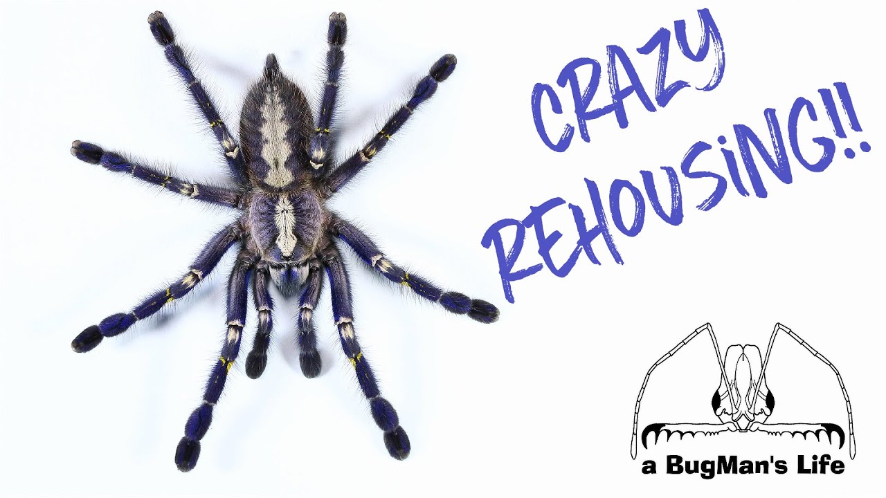 How to rehouse an arboreal tarantula! - One difficult rehousing!