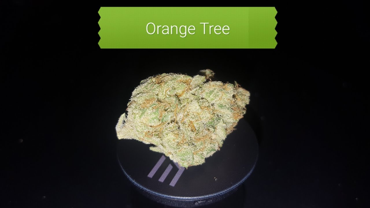 Orange Tree Smoke Session