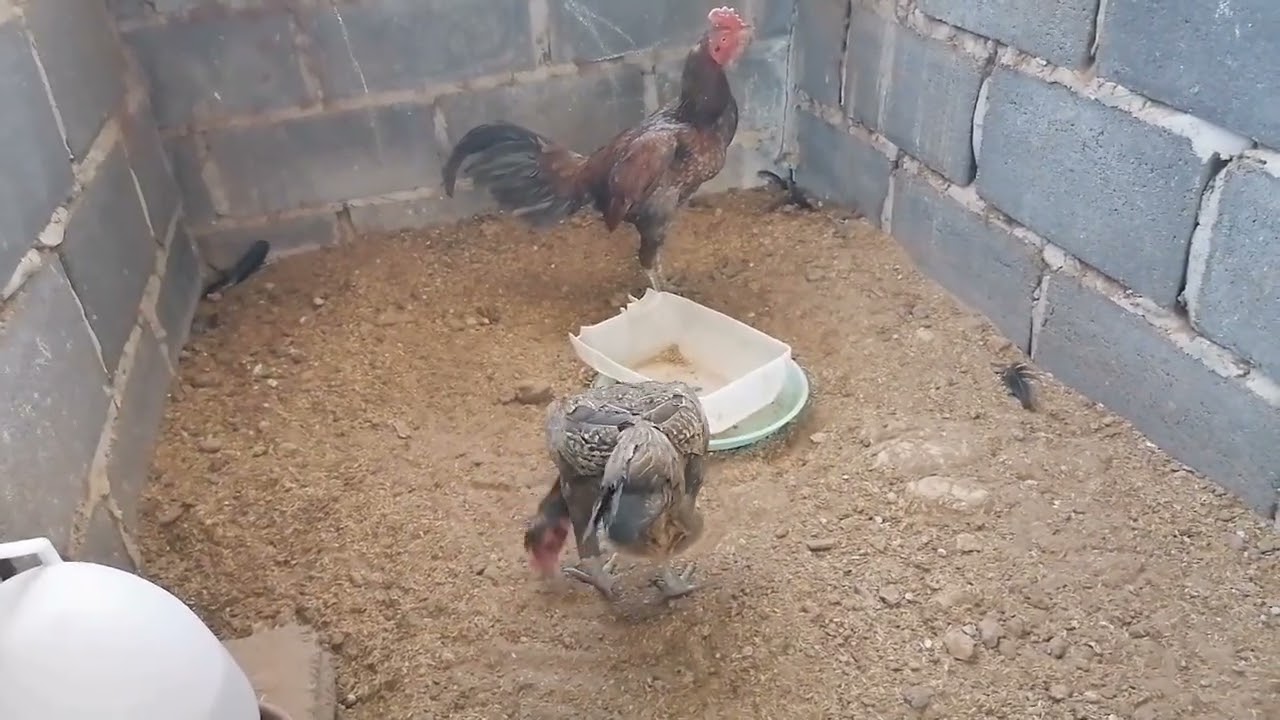 เคล็ดลับการผสมให้ได้🐓เก่v